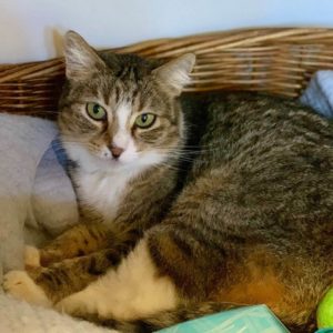 WAGS senior cat for adoptions