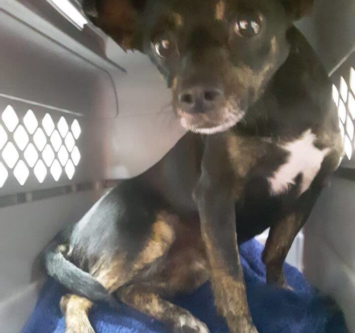 Female found stray offof Pacific & Magnolia WAGS