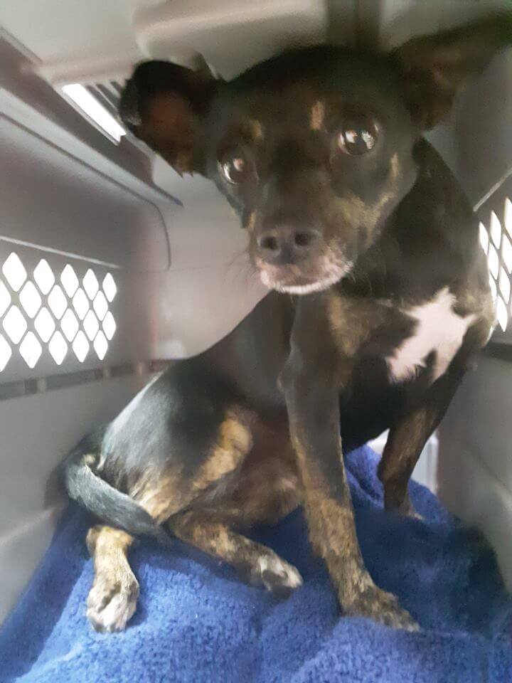 Female found stray offof Pacific & Magnolia WAGS