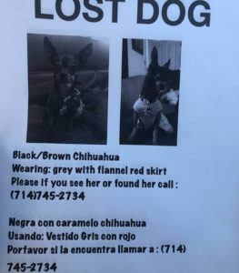 lost pet dog poster