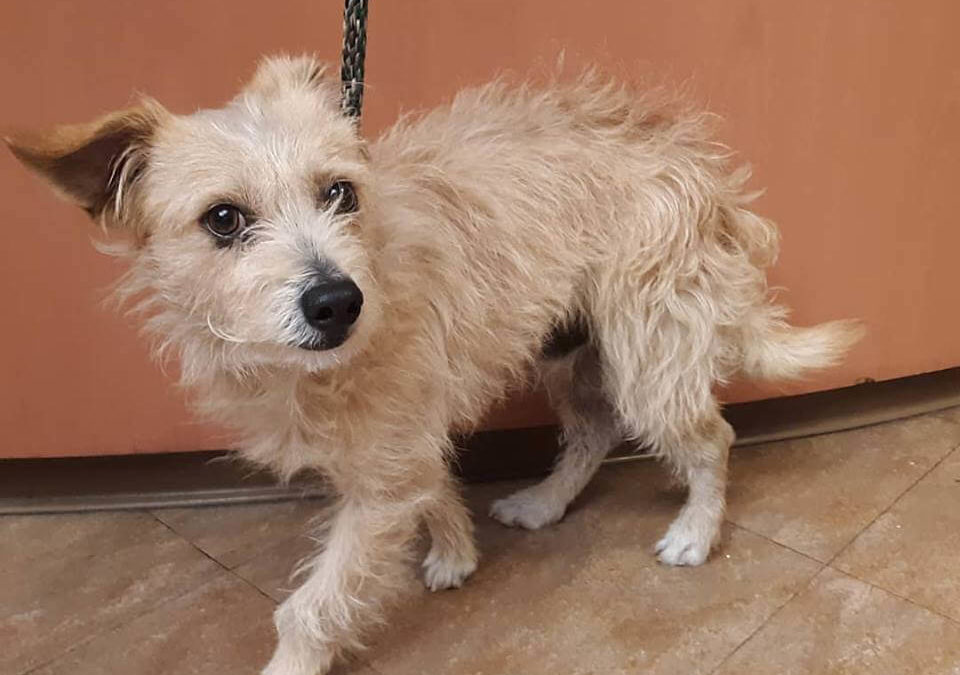 WAGS found scared terrier dog