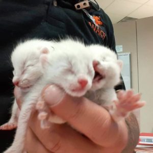new born kittens season adopt WAGS