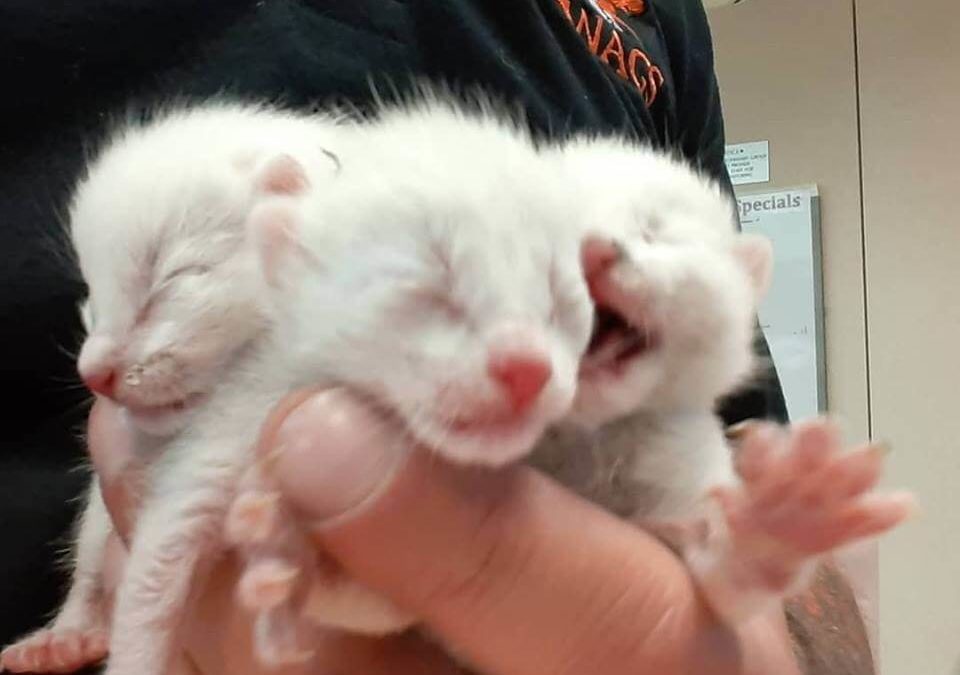 new born kittens season adopt WAGS