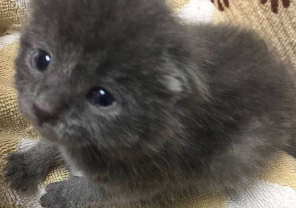 lovely kitten season adoption WAGS
