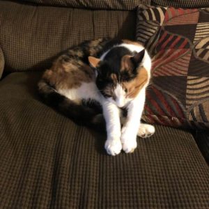 WAGS courtesy post our Calico cat Ellie has been missing