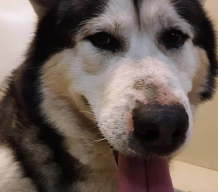husky dog found by WAGS