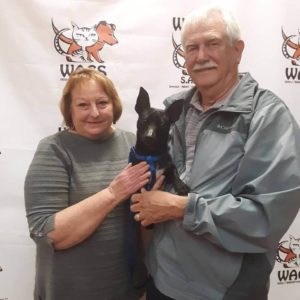 lovely dog luck got new parents WAGS