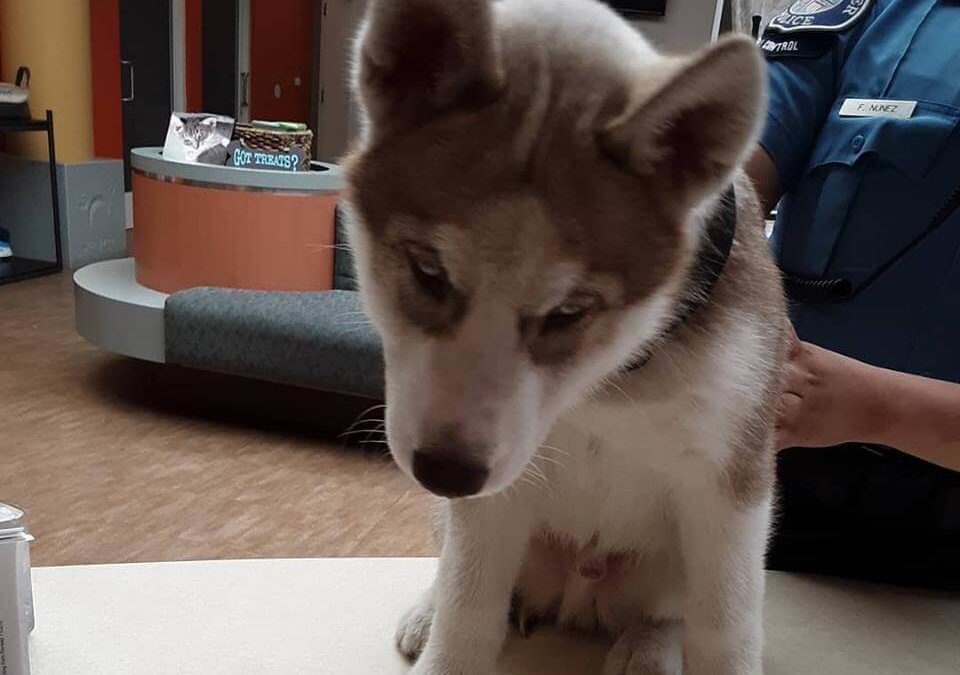 male siberian husky was found by WAGS