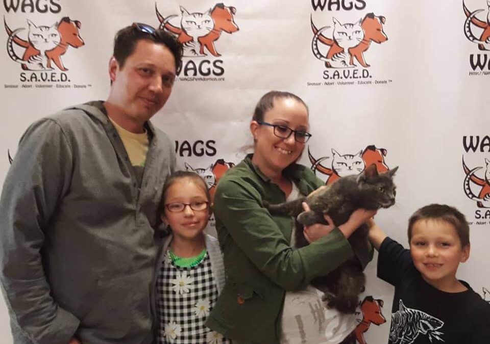 WAGS Brook is now adopted after 570 days