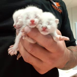 WAGS kitten need foster