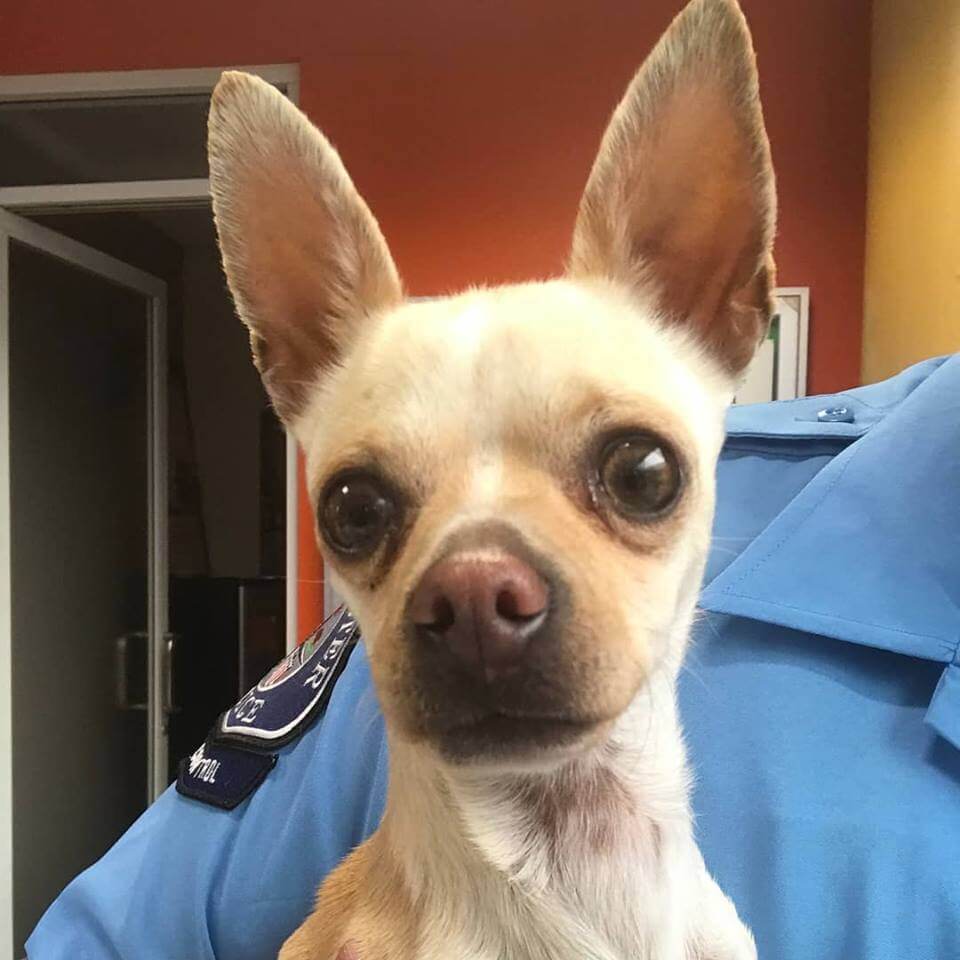 female chihuahua for adoption