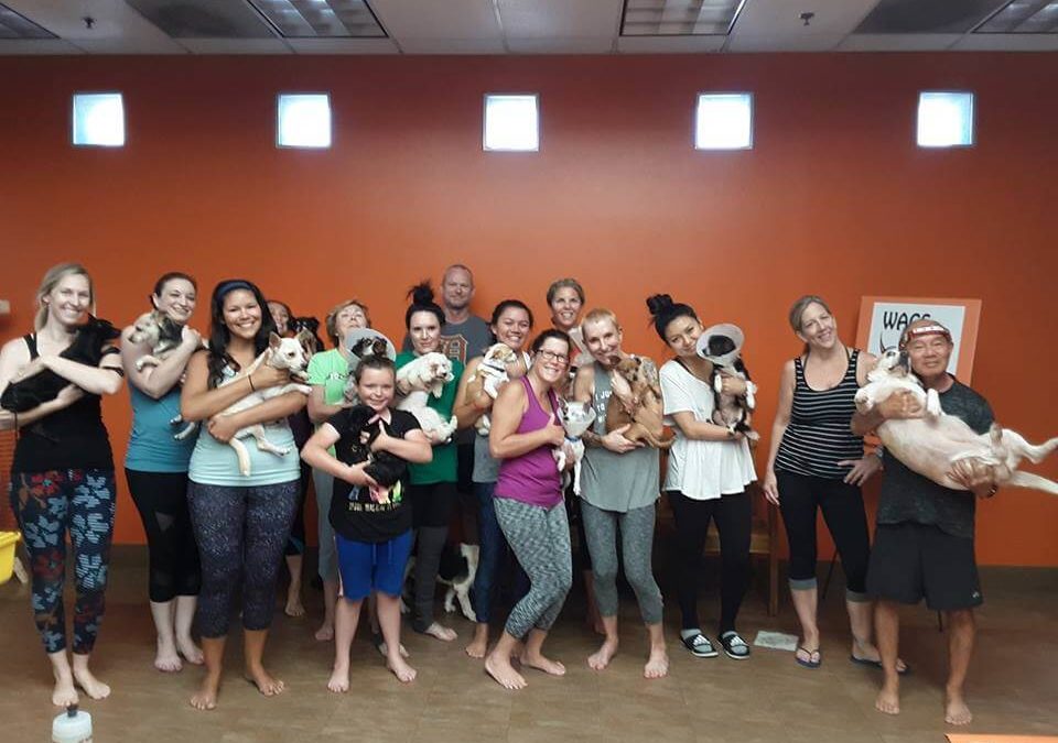 wags yoga class event