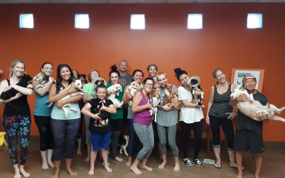 WAGS new dog yoga class