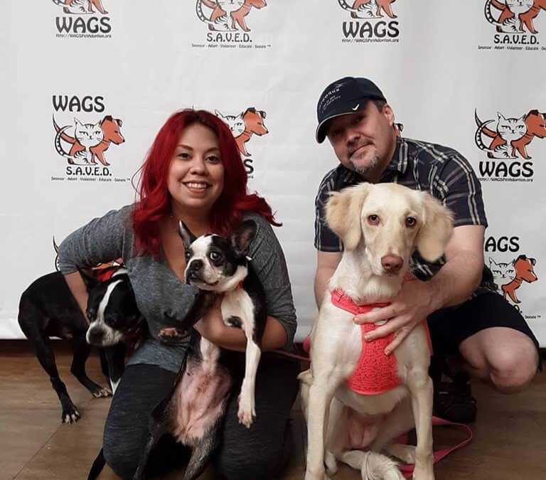 WAGS lovely couple with couple dogs adopted WAGS