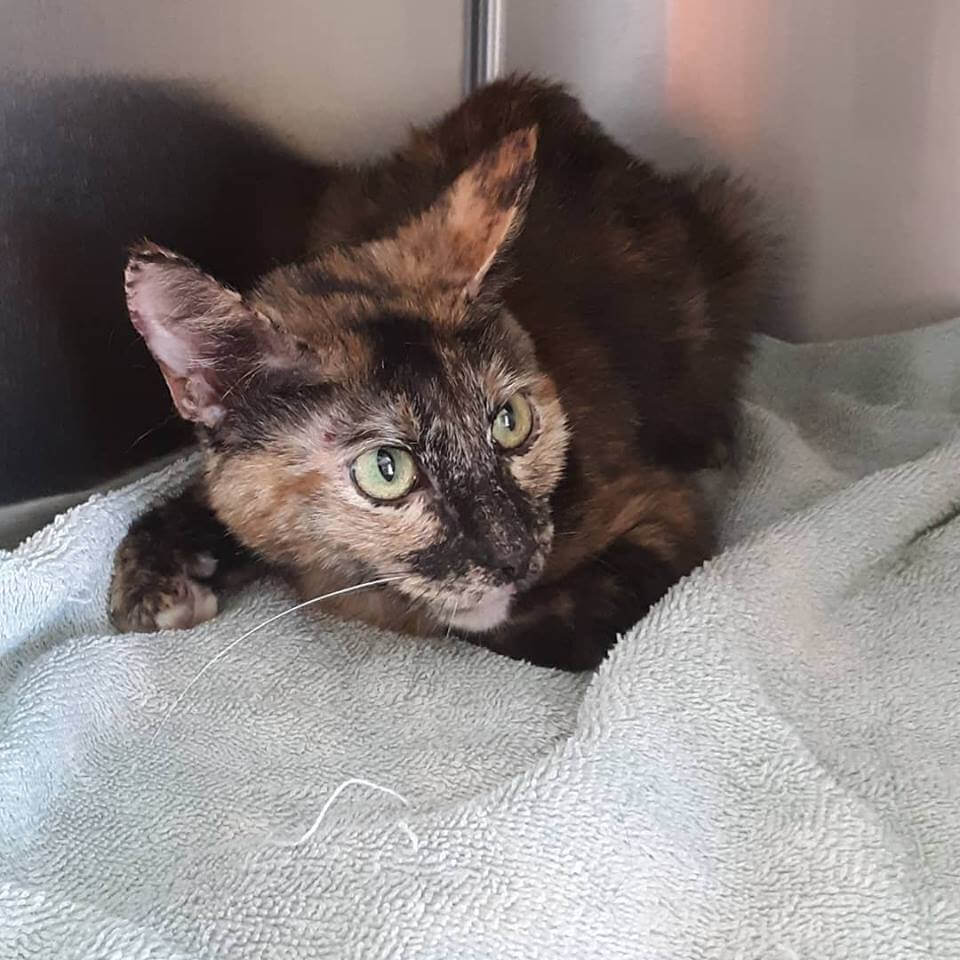 New female cat found off of Trask and Beach WAGS