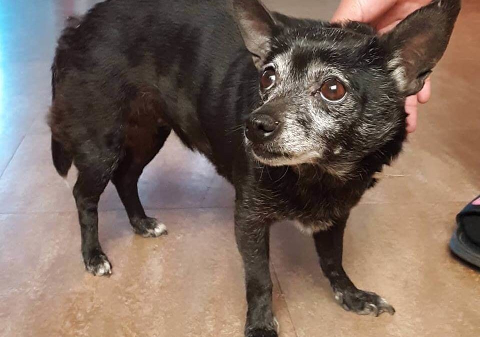Frightened female chihuahua mix found off Beach Blvd WAGS