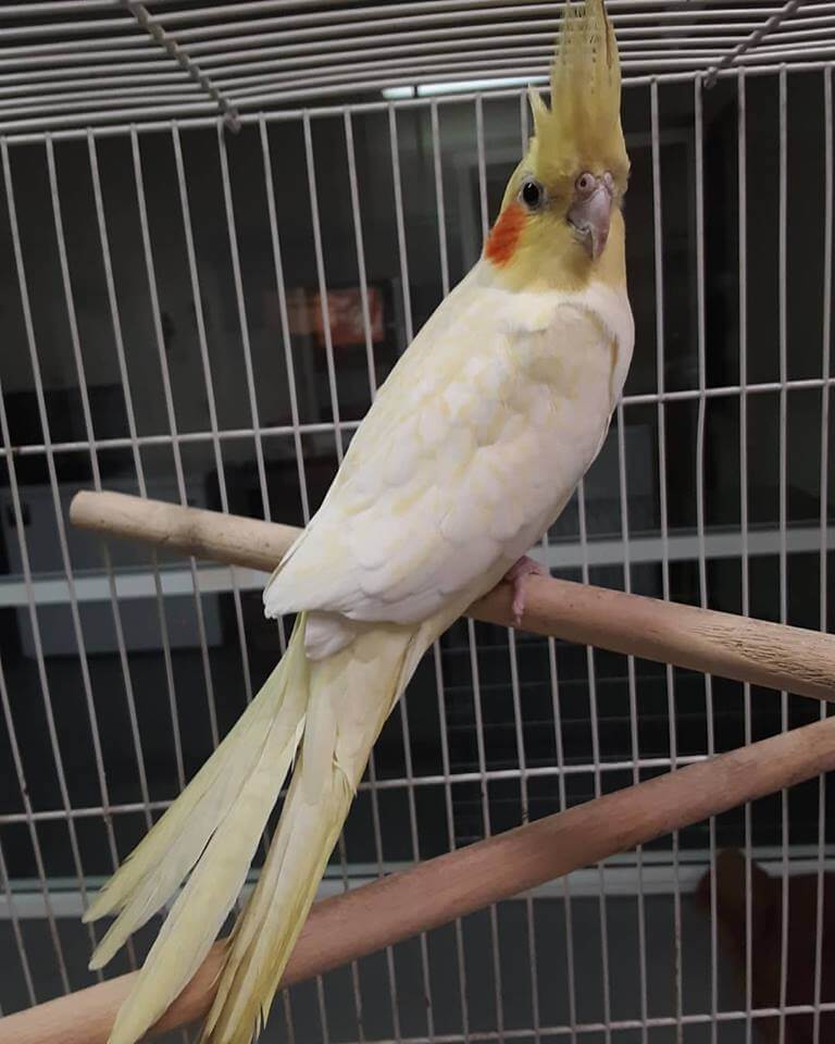 WAGS pet bird for adoption