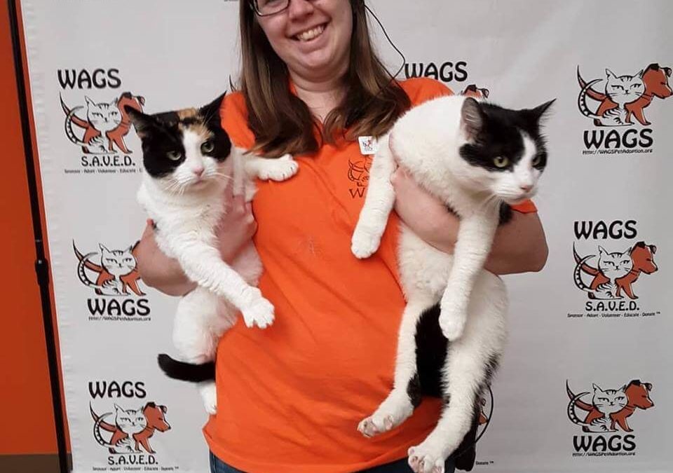 2 lovely fat cat adopted at WAGS