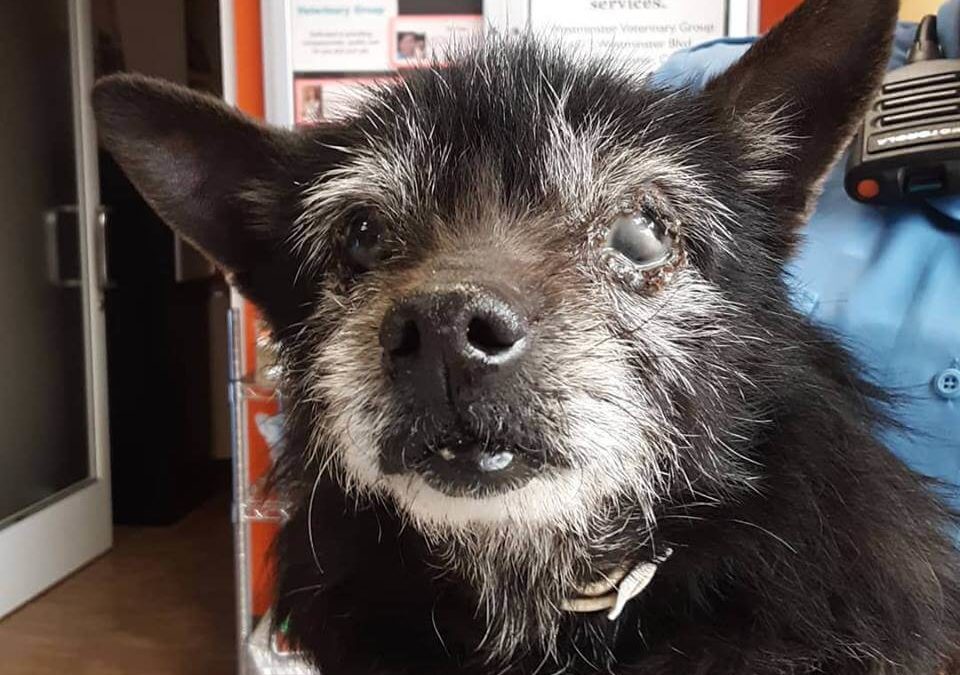 Senior Black Terrier mix found off of Natal Dr and Goldenwest WAGS