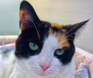 beautiful cat for adoption WAGS