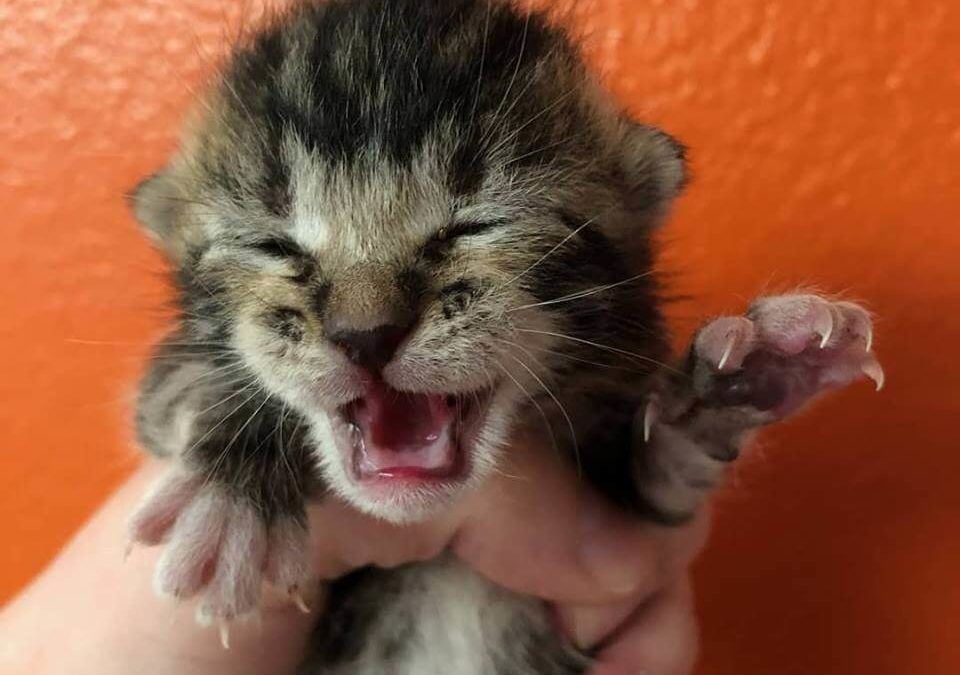 foster kittens are hungry for milk and we are in need of donations WAGS