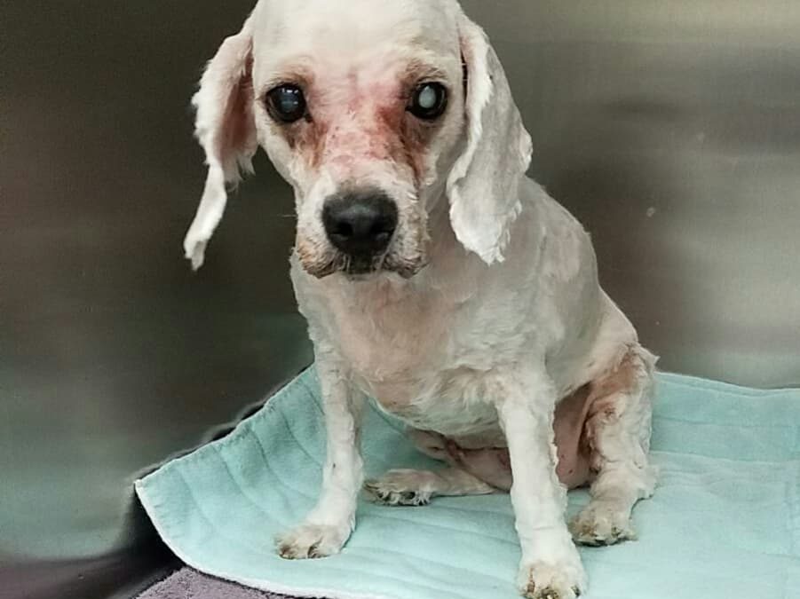 6yr old was found as a stray and in very rough shape