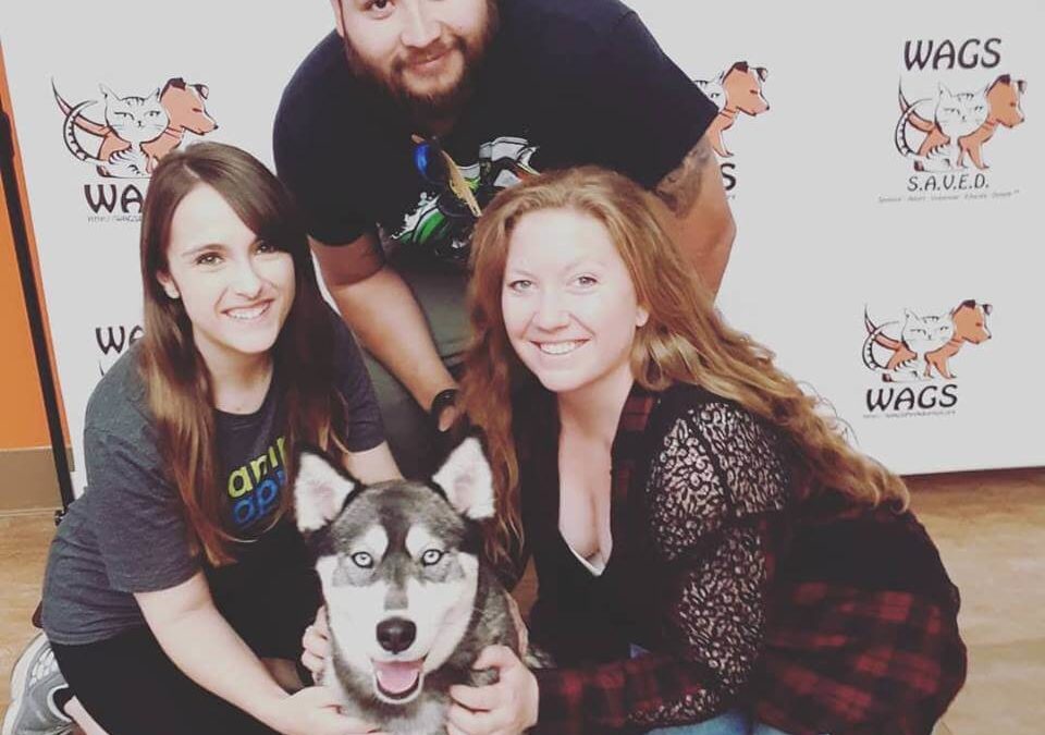 lovely husky adopted by family WAGS
