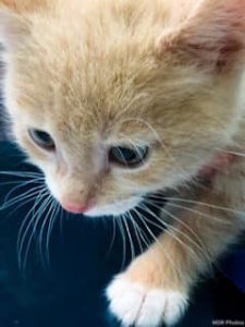 little kitten need adoption WAGS