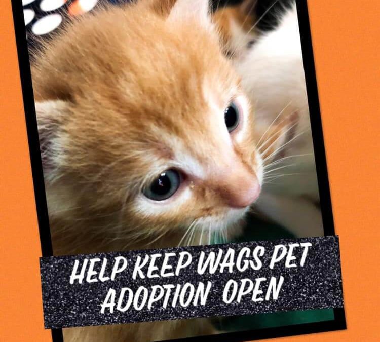 help keep wags pet adoption open