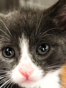 sweet little kitten need donations WAGS
