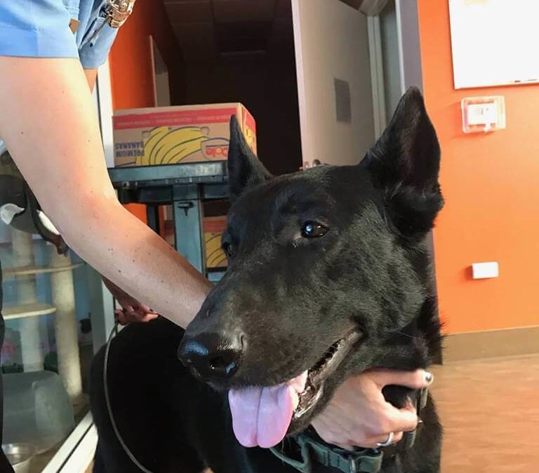 Neutered shepherd found on hunter and natoma in Westminster WAGS