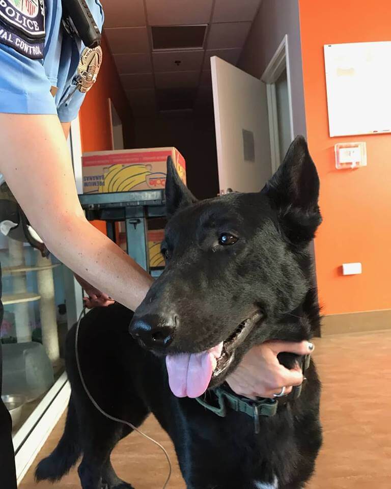 Neutered shepherd found on hunter and natoma in Westminster WAGS