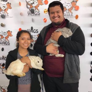 2 lucky rabbit were adopted WAGS