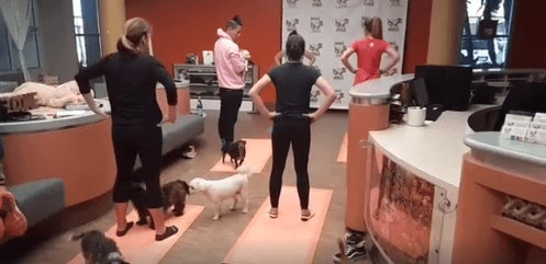 dog yoga day WAGS