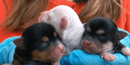 momma Chihuahua gave birth to 3 very cute and healthy puppies WAGS