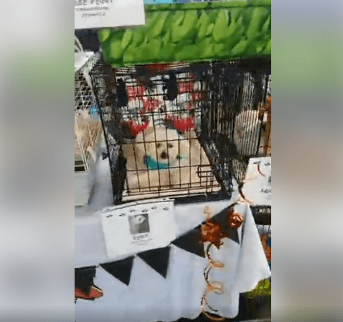 wags dog pet expo event