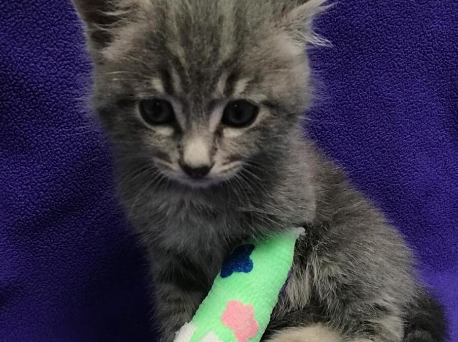 WAGS kitten Dinglehopper for adoption
