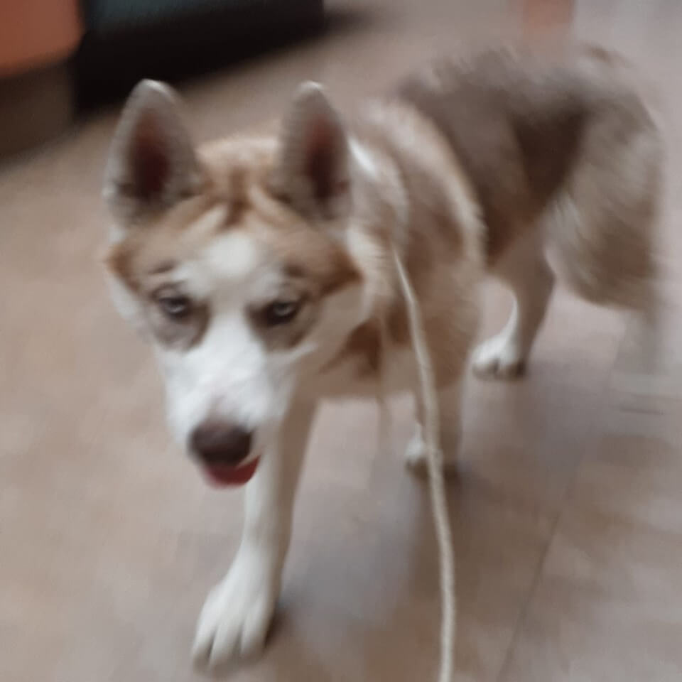 Male Husky found in Westminster WAGS