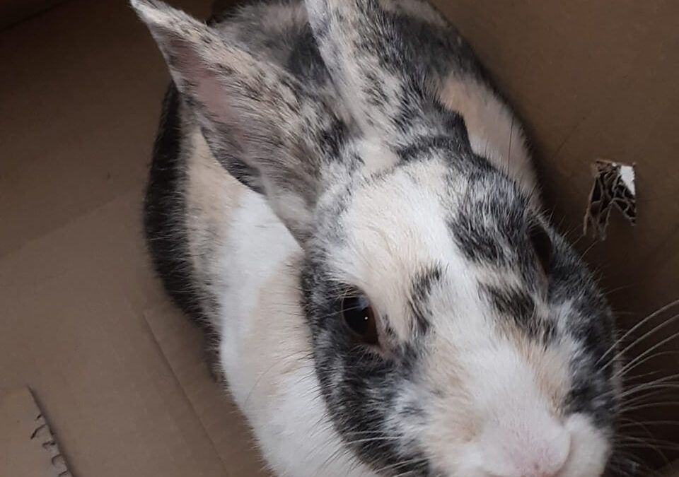 New bunny lost WAGS