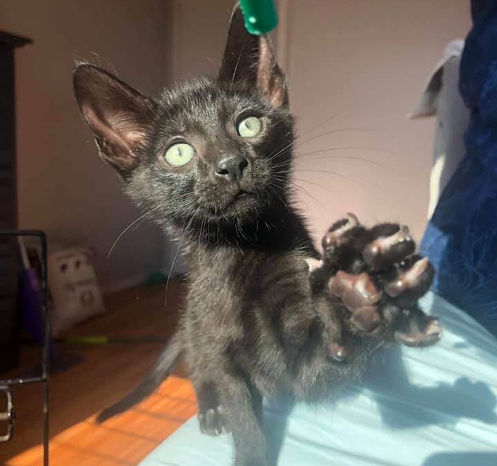 Ash Kitten Adoption WAGS