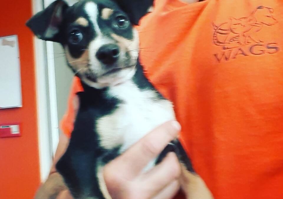 Male puppy found a Magnolia and Edinger WAGS
