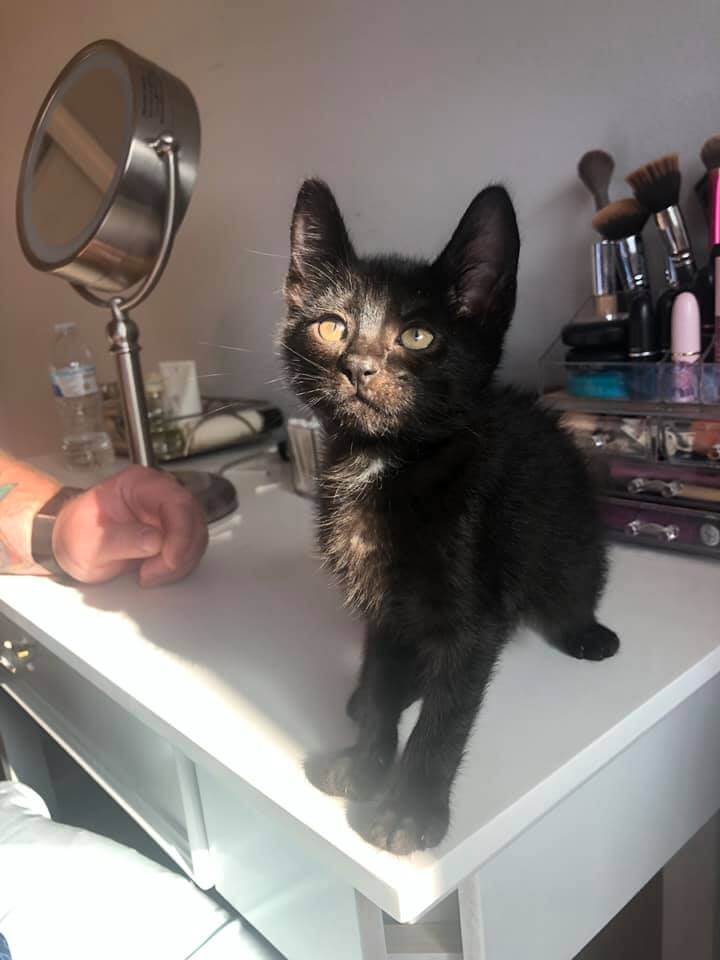 Alder loving and playful kitten WAGS