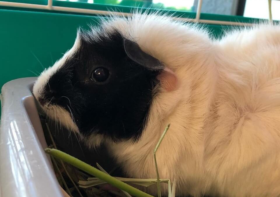 petunia abyssinian guinea pig WAGS