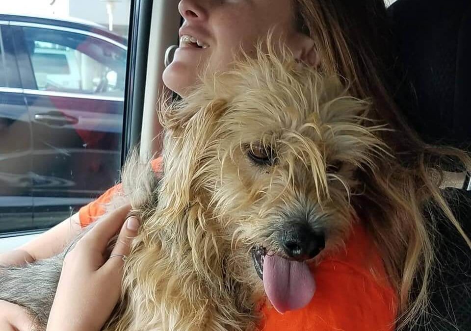 Garcia Terrier Adoption WAGS