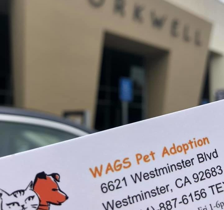 Irvine popup event WAGS