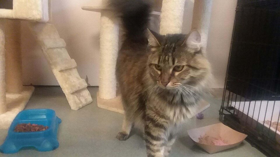 Nolan is a BEAUTIFUL Maine Coon WAGS