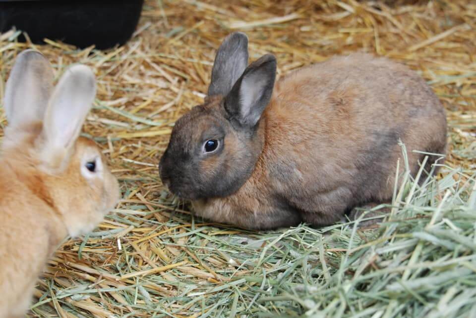 Rabbit Adoption WAGS