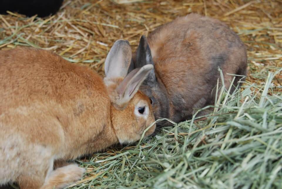 WAGS has 5 adorable friendly rabbits