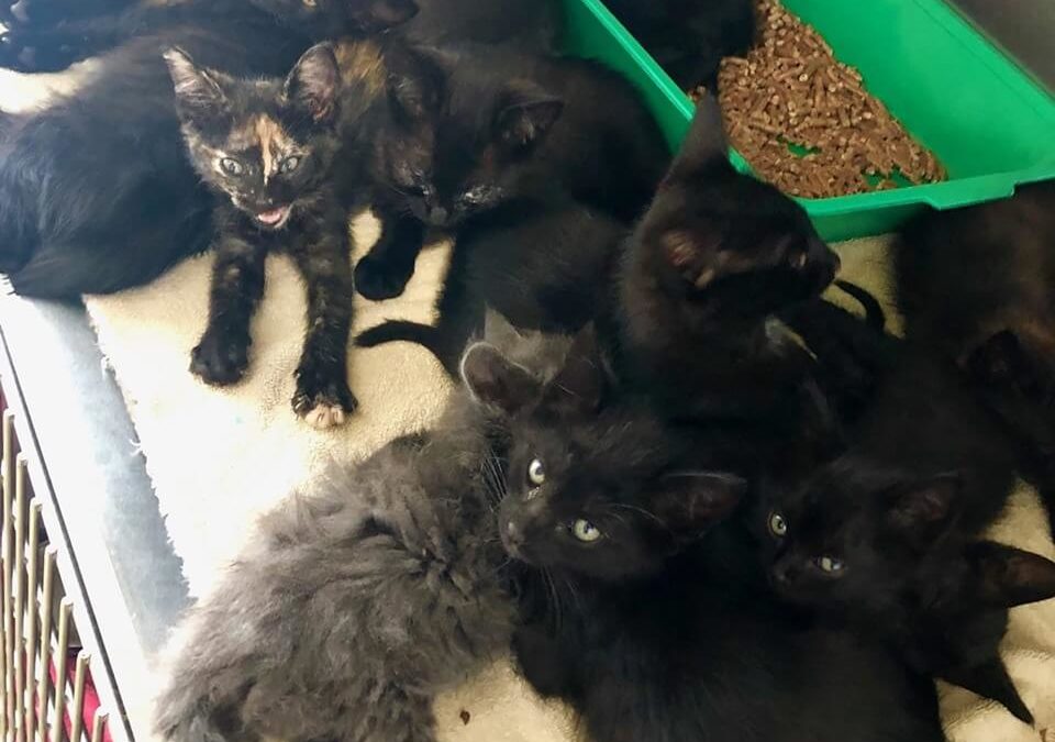 WAGS HAS 31 kittens needing foster home wags