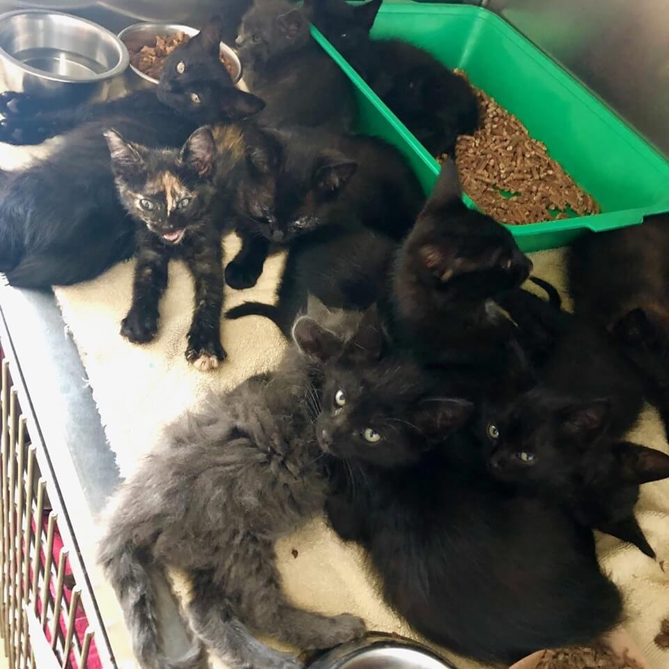 WAGS HAS 31 kittens needing foster home wags